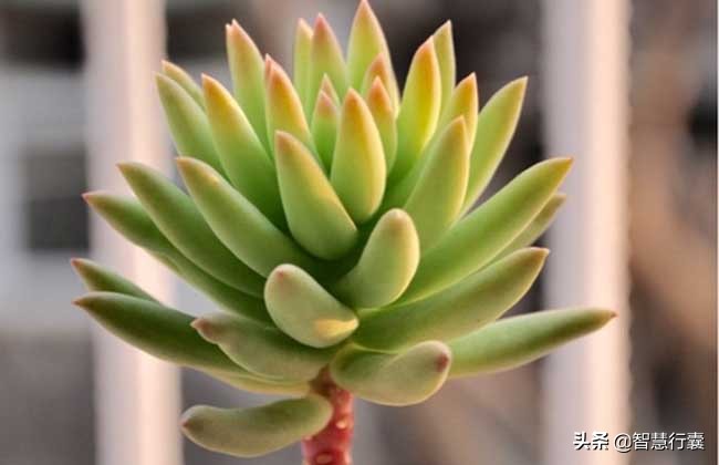 它像个小刺猬,一定会萌到你,并且花语还是积极的、有善意的