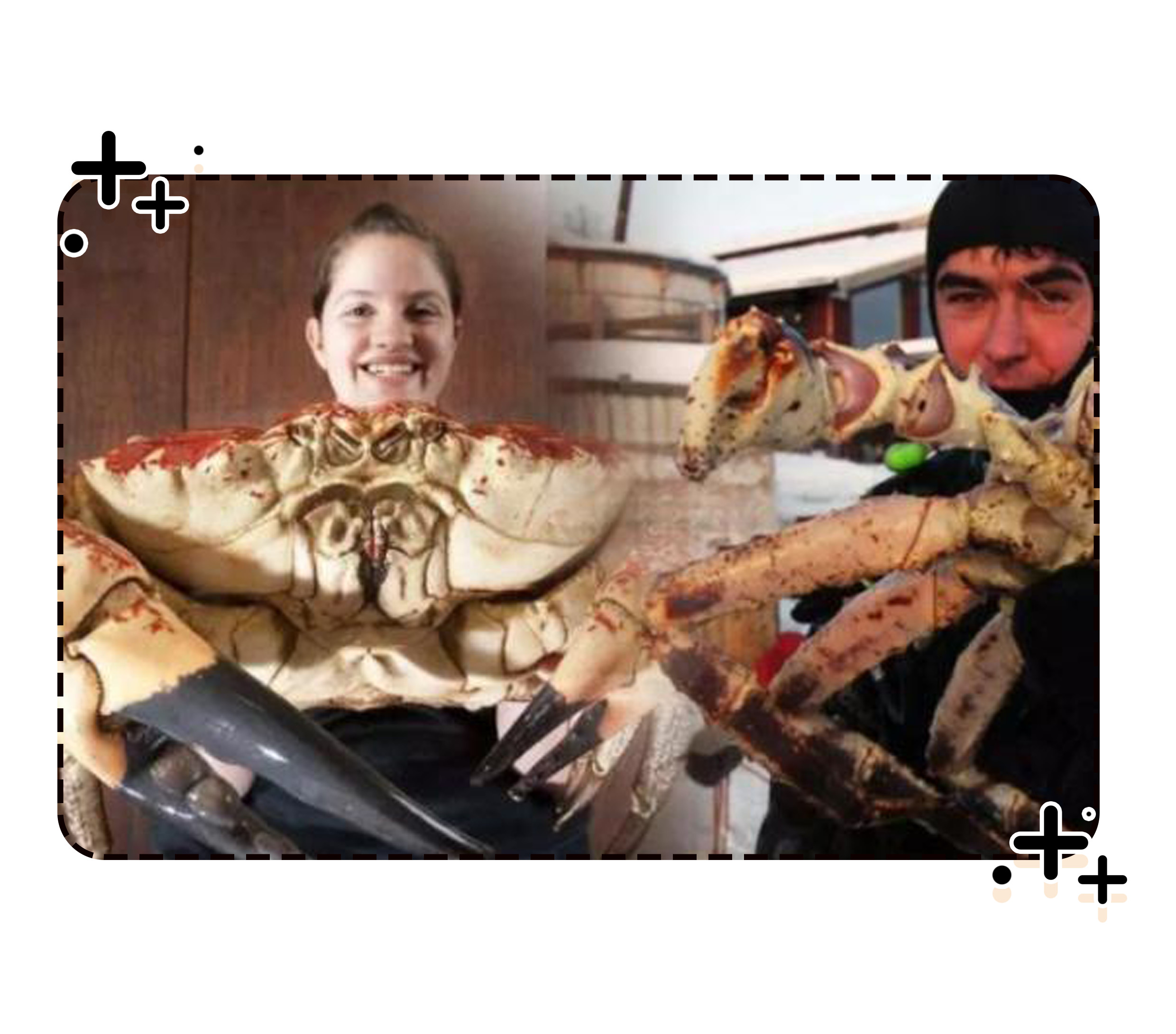 大闸蟹再成美国通缉犯，为啥美国人对大闸蟹束手无策（菲李漫画）