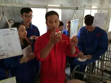 母猪深部输精一天输精几次为最佳,深部输精的正确操作