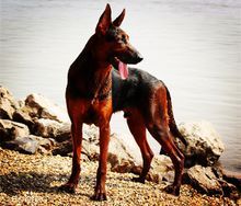 世上最罕见的狗品种图片,全世界狗品种视频