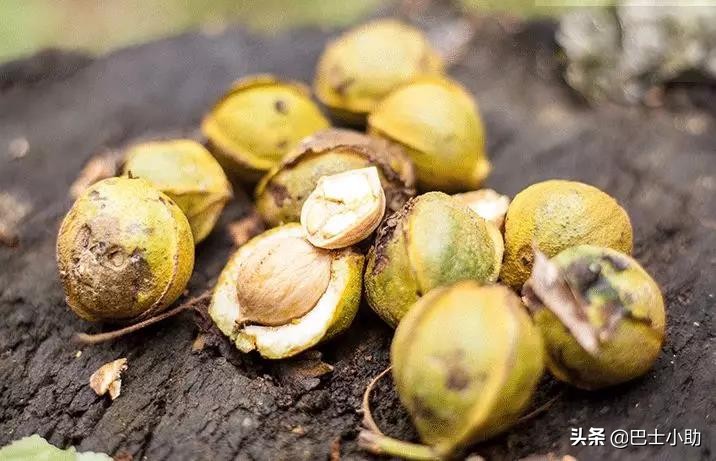 临安山核桃年货,年货临安山核桃黑皮
