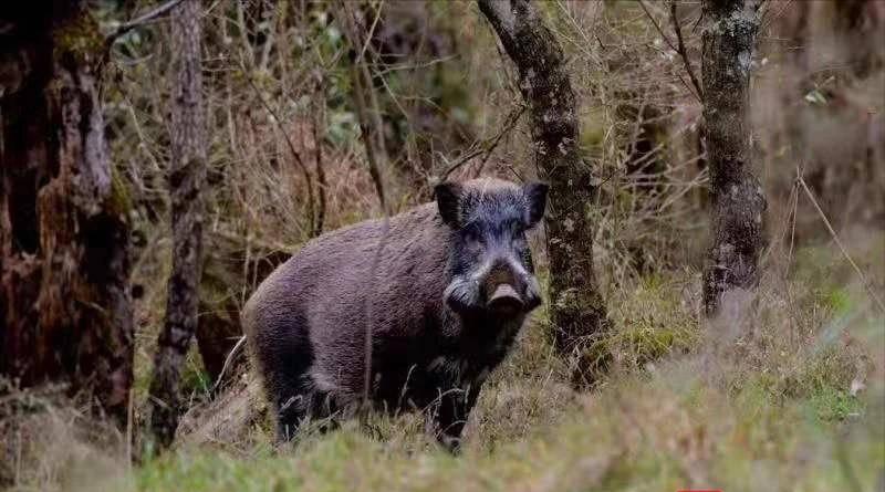 捕杀一头野猪要判多少年,野猪泛滥成灾国外的猎人捕猎野猪