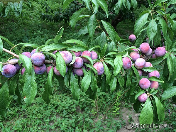 李子树常见的病虫害防治方法,如何防治李子树虫害