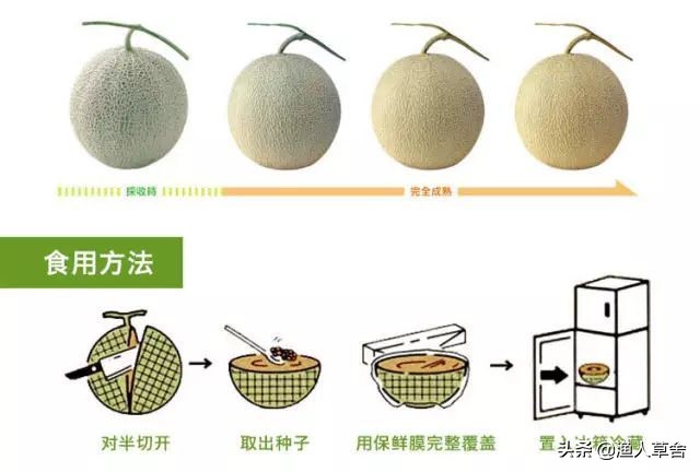 网纹瓜和静冈蜜瓜,静冈蜜瓜是网纹瓜吗