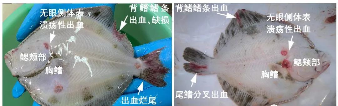 大菱鲆出血病,大菱鲆的病