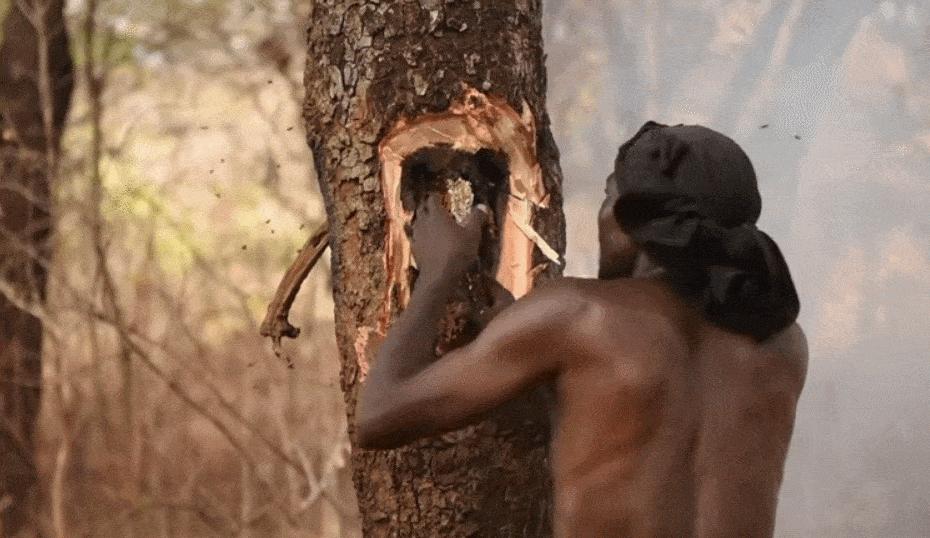 响蜜鴷视频,响蜜鴷是什么鸟