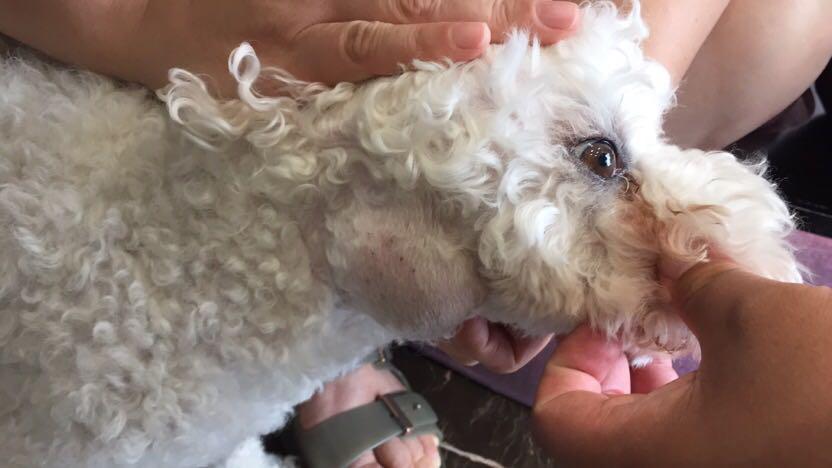 狗狗身上有肿块起脓是怎么回事,如果狗狗身上有虫子怎么办