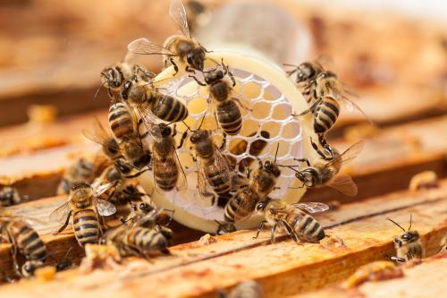 养蜜蜂收集蜜,蜜蜂怎么养出蜂王