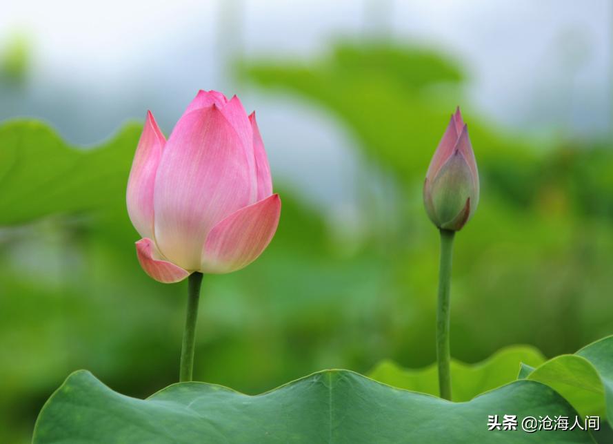 写荷花的诗词有多少,禅意荷花的诗词
