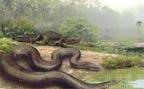 地球最大动物蓝鲸两百吨体重,地球最大的动物是什么动物