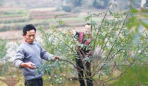 如何提高花椒的坐果率,花椒落粒不可怕科学管理是关键