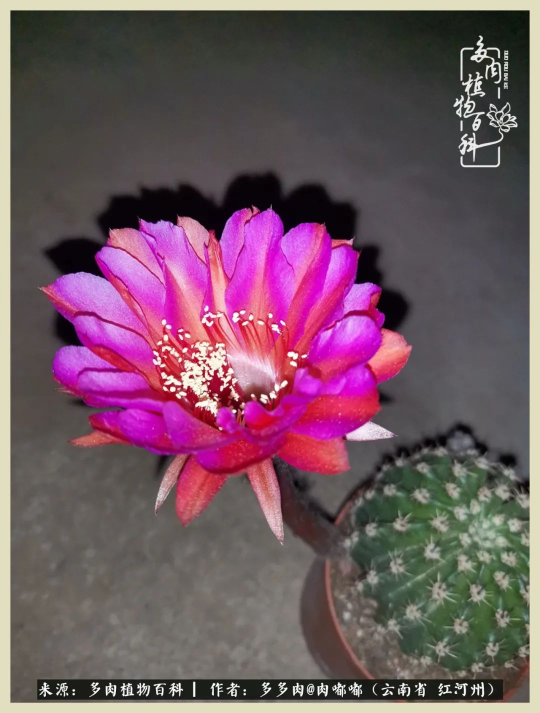 这个春天我们一起去赏花,这个季节我们一起去看花