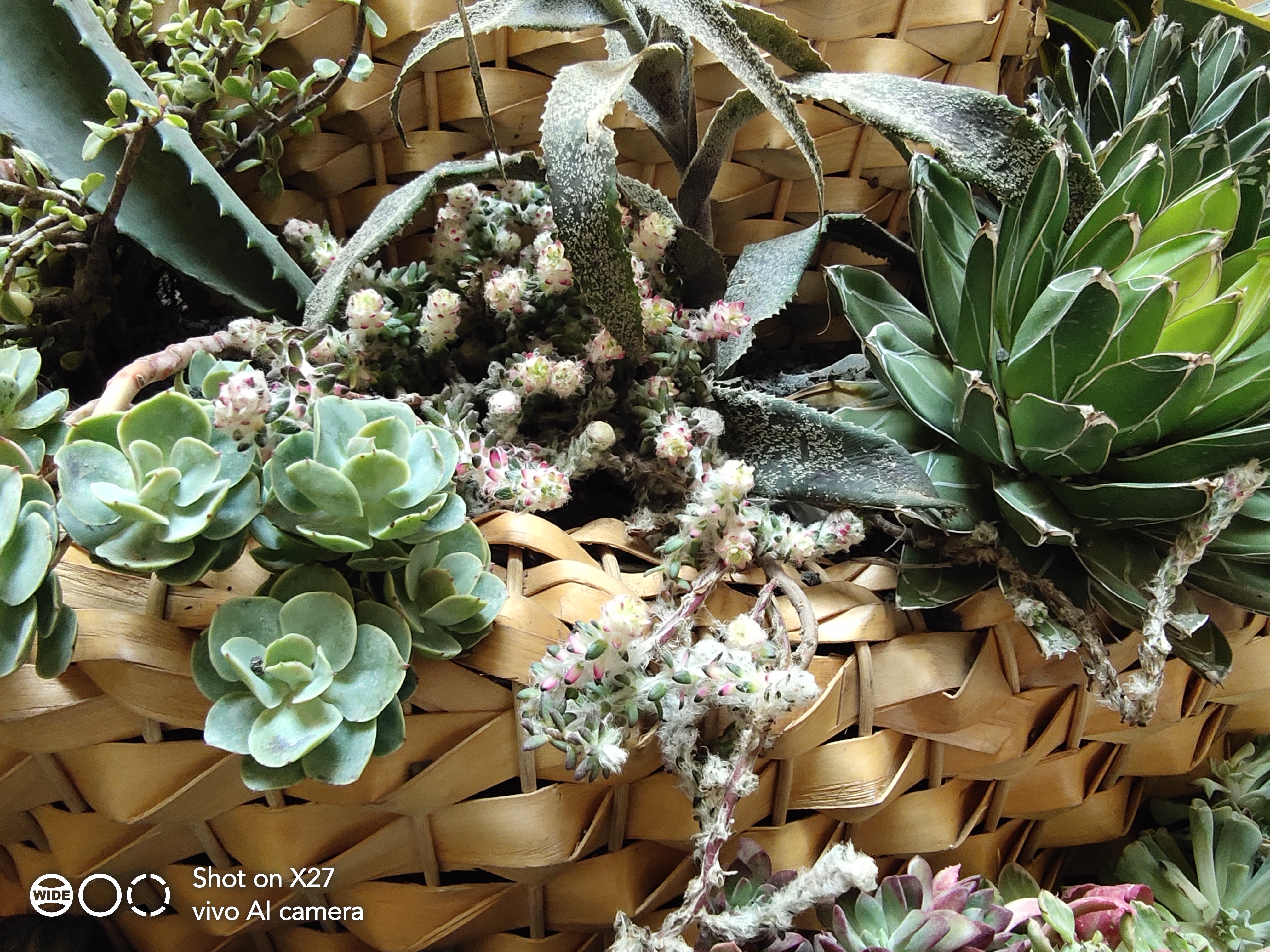 vivox27手机测评,vivox27最新测评