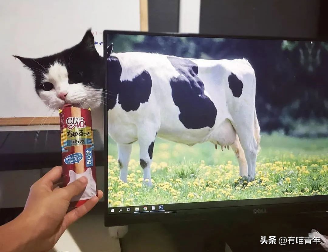 橘猫为什么是魔鬼,橘猫的恐怖之处