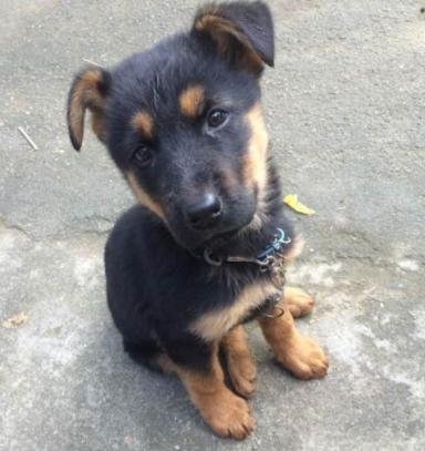 大白和大黄和大黑土狗谁厉害,土狗大黄和大黑的视频