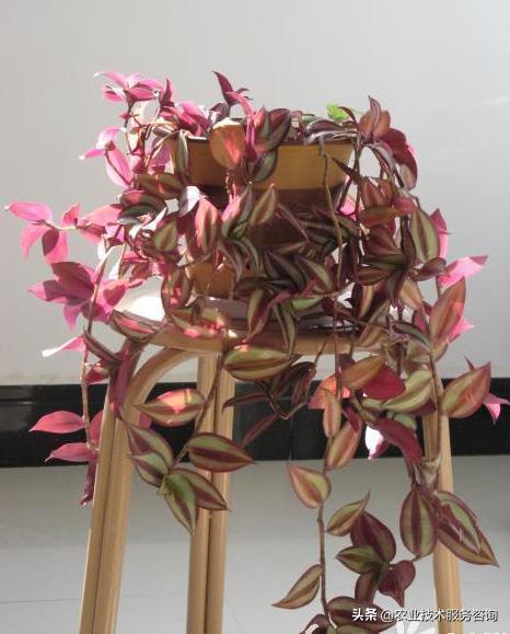 耐阴吊兰有几种品种,金鱼吊兰品种有几种