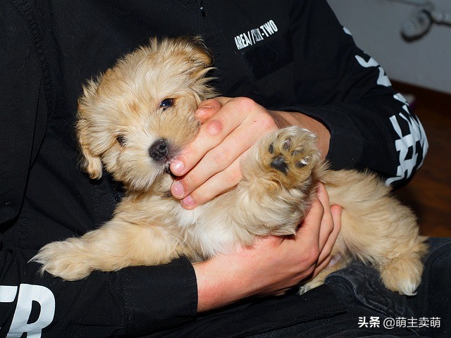 泰迪犬粘人,泰迪犬有这些症状说明被人宠爱着