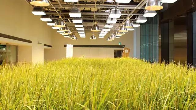 办公室里也能开挖掘机,办公室可以种葡萄