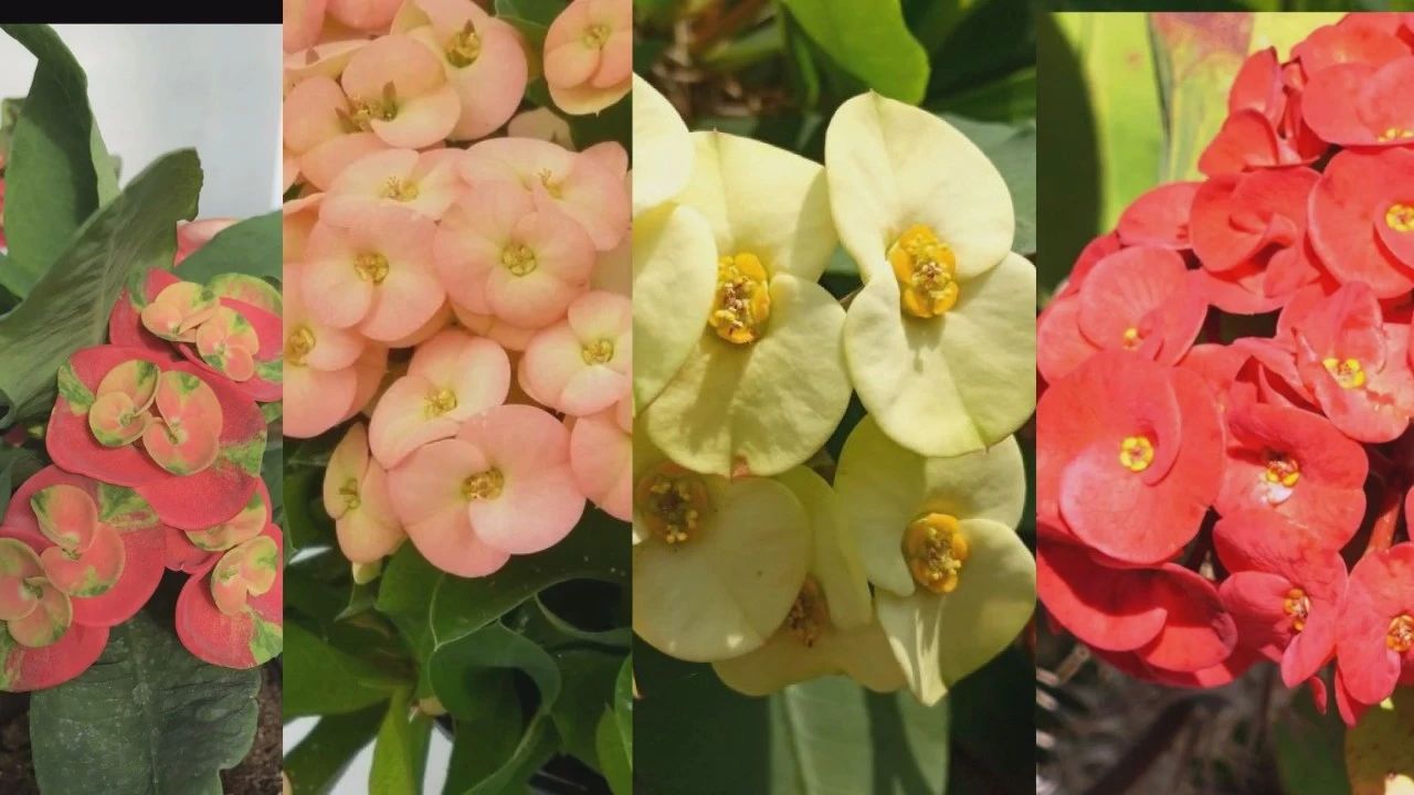 虎刺梅为什么首次开花是白色的,虎刺梅很高就是不开花怎么办