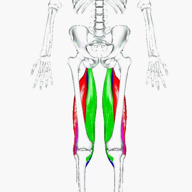 创造营里论腿更服苏有朋，明星私教揭秘：竟因他做了这个瘦腿动作
