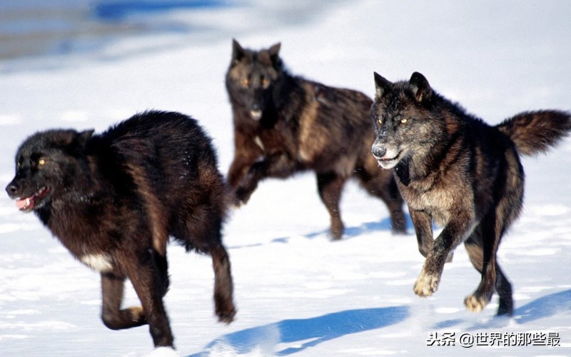 藏獒攻击力到底多强,藏獒真的斗不过野狼吗