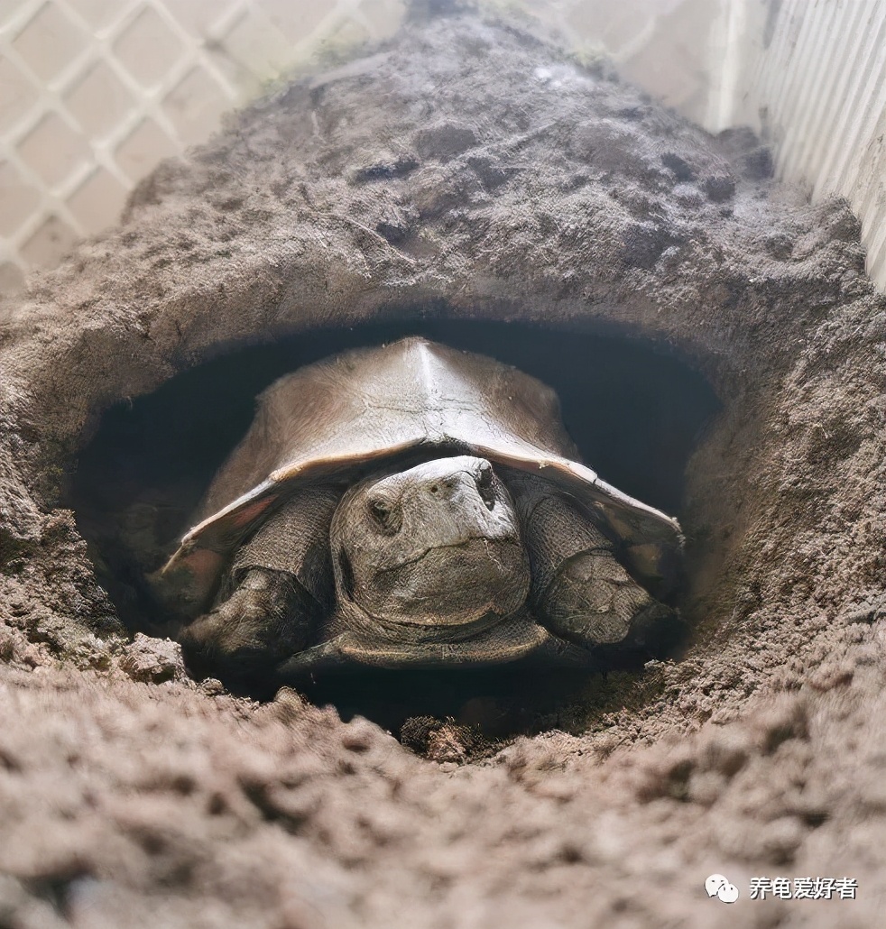 乌龟腐皮怎么治最有效果,乌龟如何预防腐皮
