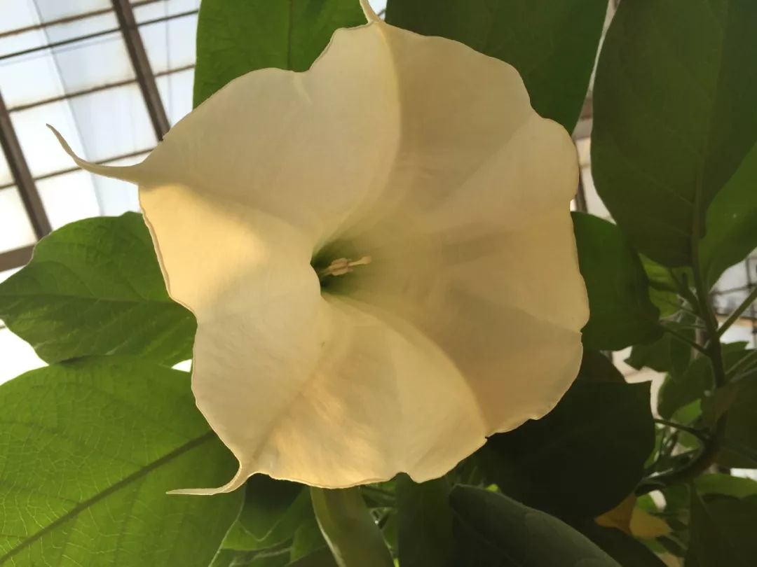 江阴嘉茂国际花鸟园,江阴嘉茂国际花鸟园什么时候再开