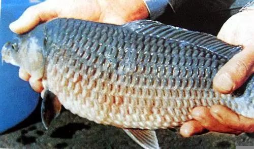 鱼得掉鳞病怎么治,鱼掉鳞烂肉怎么办