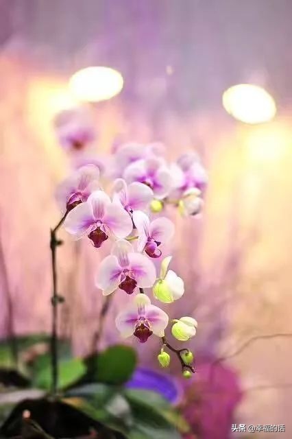 中国十大名花图片及花语,山茶花是中国十大名花吗