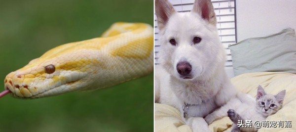 奇异宠物打破我们的固有认知,辟谣奇异生物