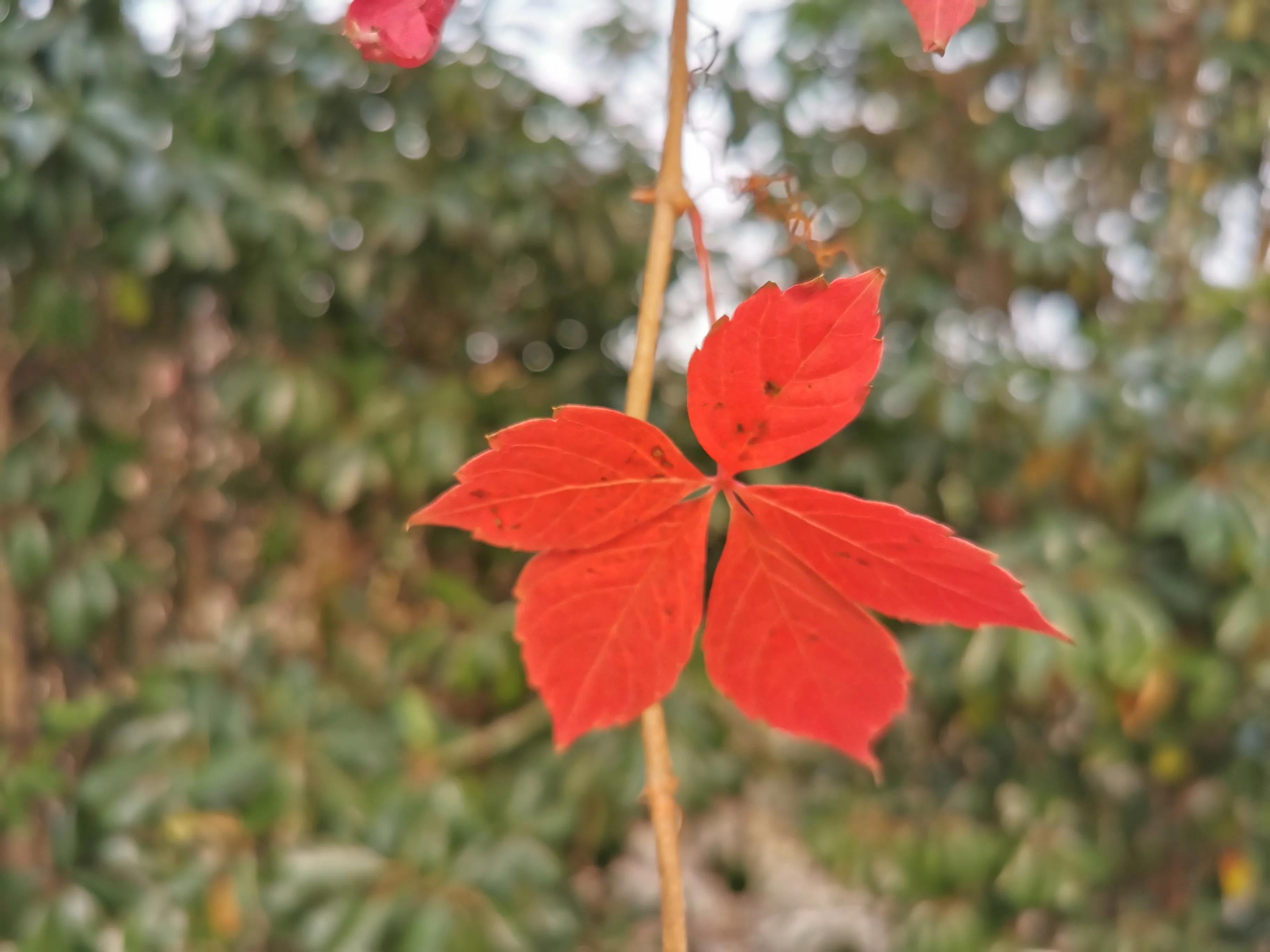 青岛崂山石老人观光园免门票吗,青岛石老人观光园景点图片