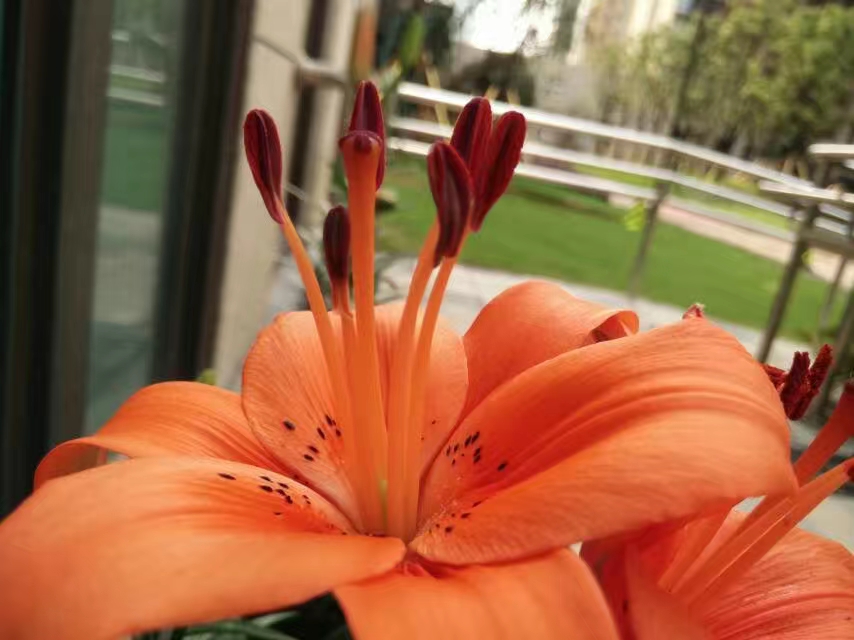 香水百合哪一个种类最漂亮又好养,香水百合怎么养能让香味更足