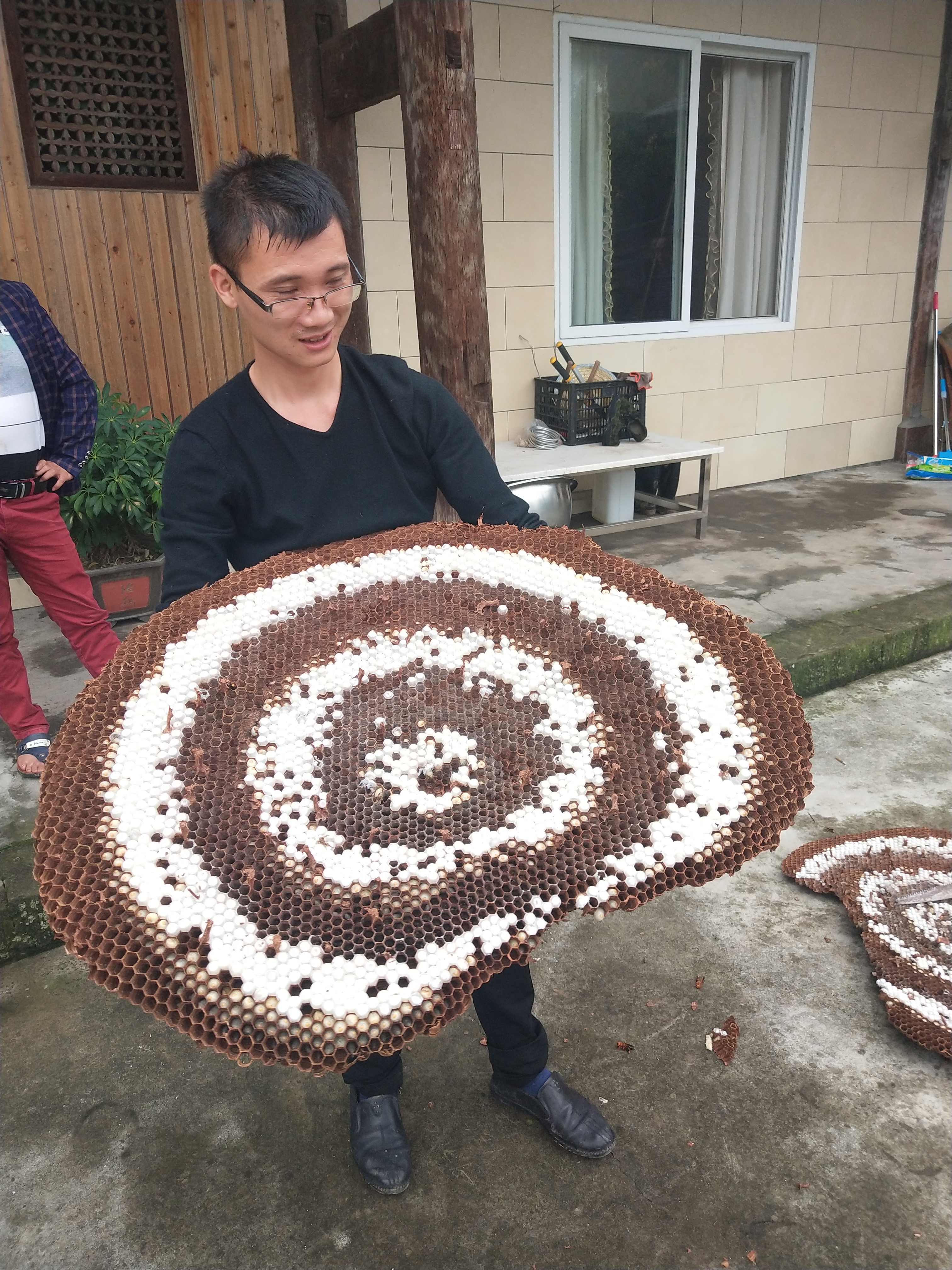 关于胡蜂养殖技术推广的可行性