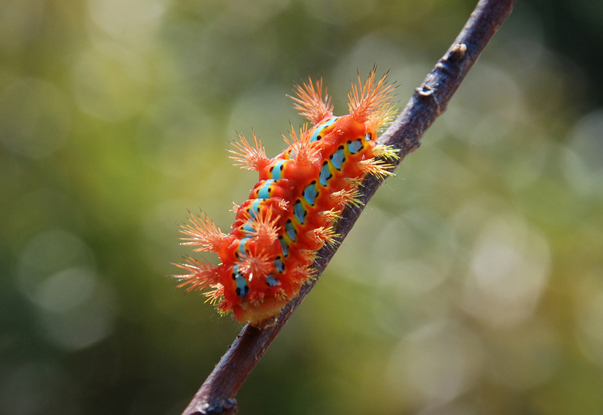 我被洋辣椒蛰了怎么办,被洋辣子蜇后该怎么办