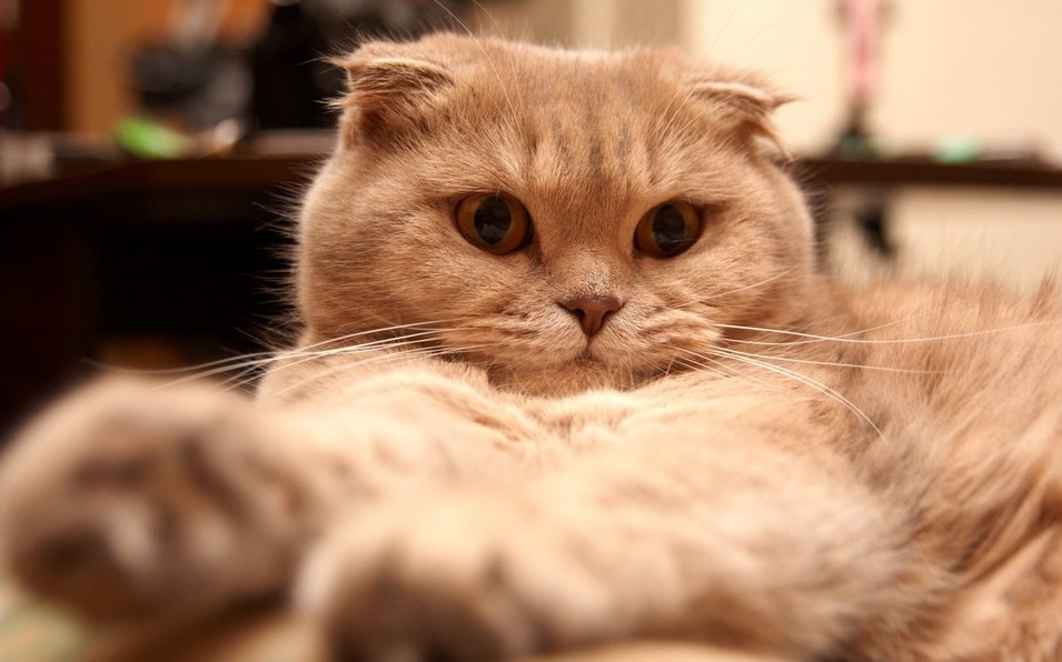 不要随意喂猫,不要随便投喂猫粮的温馨提示