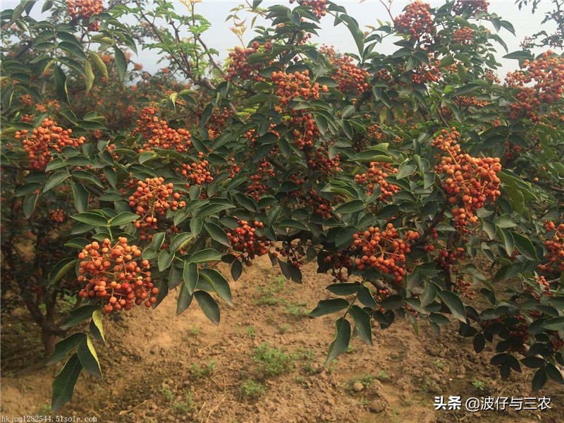 新农村种田创业,年轻人回家种田创业