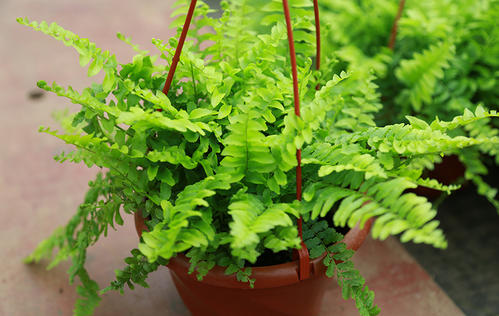 新房装修甲醛含量高的四种材料,室内去甲醛植物哪一种好