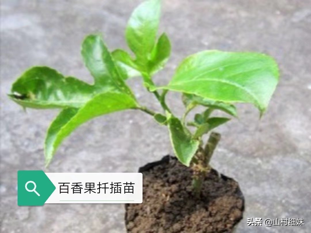 如何种植又大又好吃百香果,农家自己种的百香果