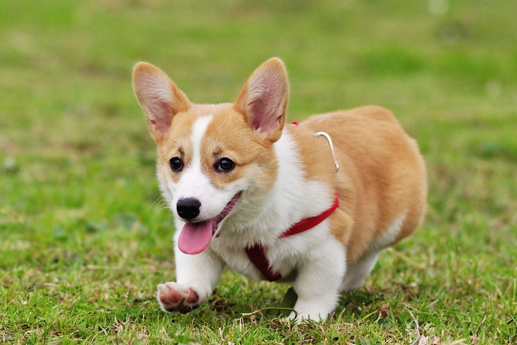 狗狗嗅觉能嗅多远,狗狗的嗅觉知识