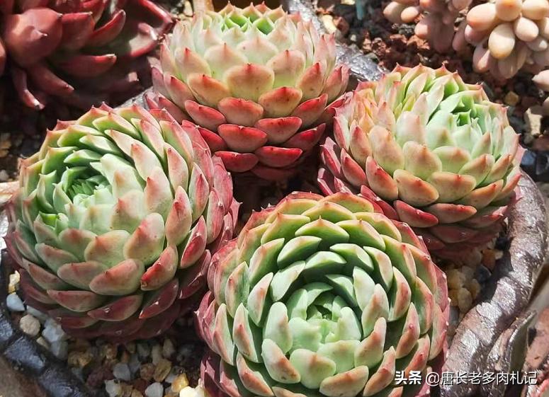 为什么从云南等地网购的多肉开始很紧致，但养着养着就散开了呢？