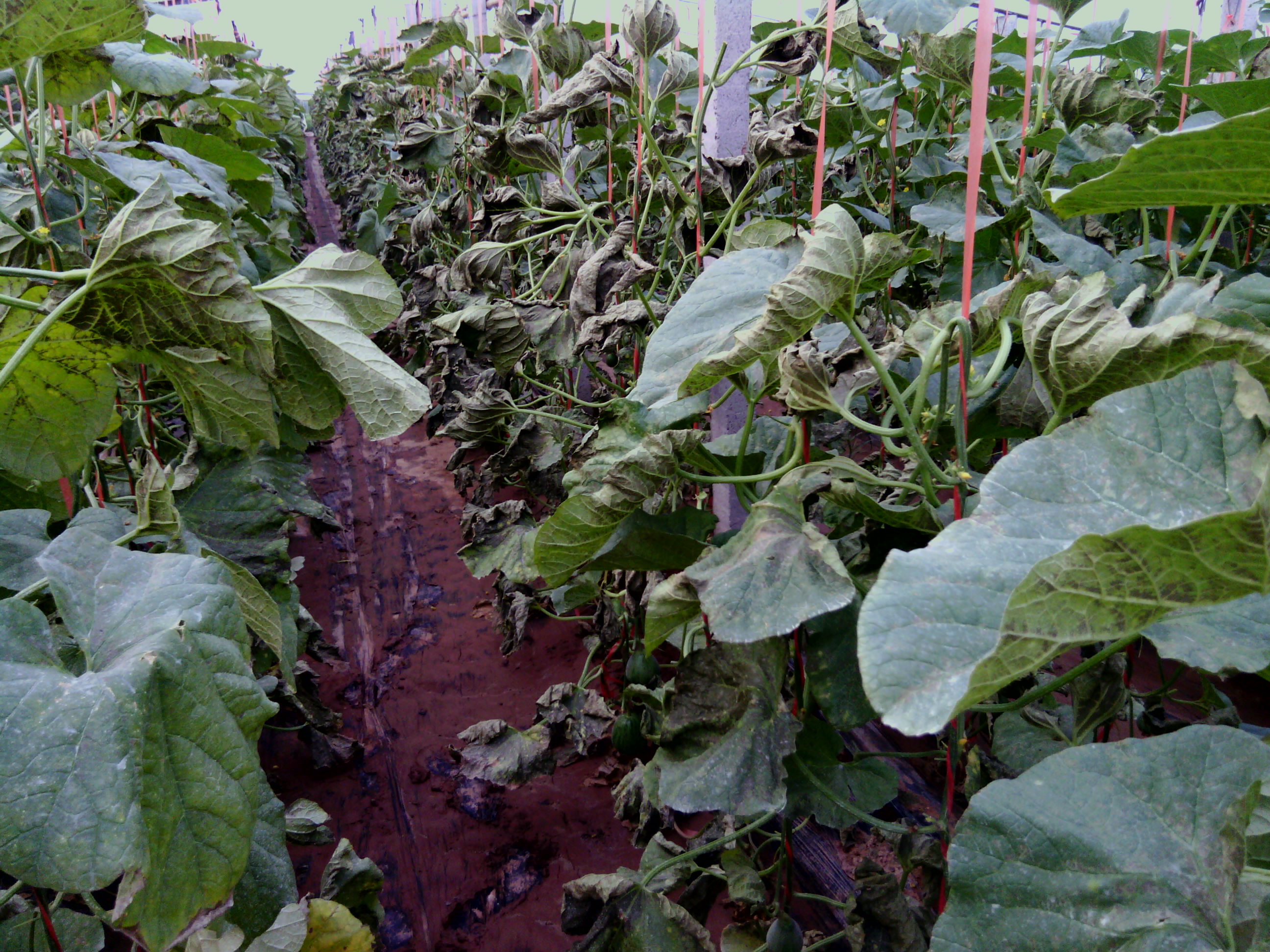 作物肥害如何处理,农作物遇到肥害药害怎么办