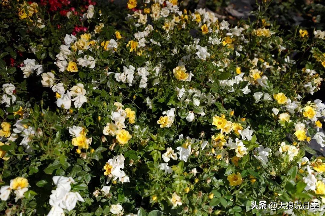 抗病性好的月季推荐,哪些月季品种抗病强