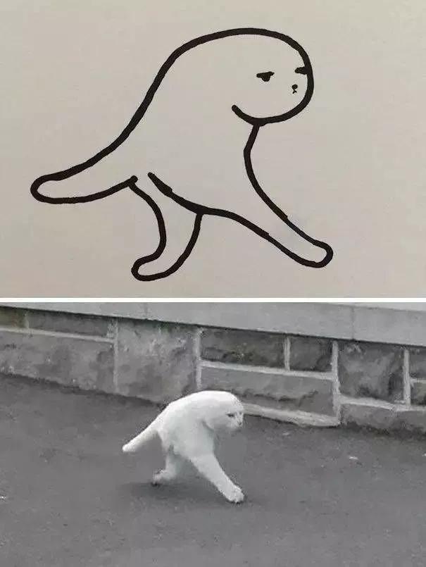 猫是固体还是液体有科学依据吗,科学家证实猫是液体