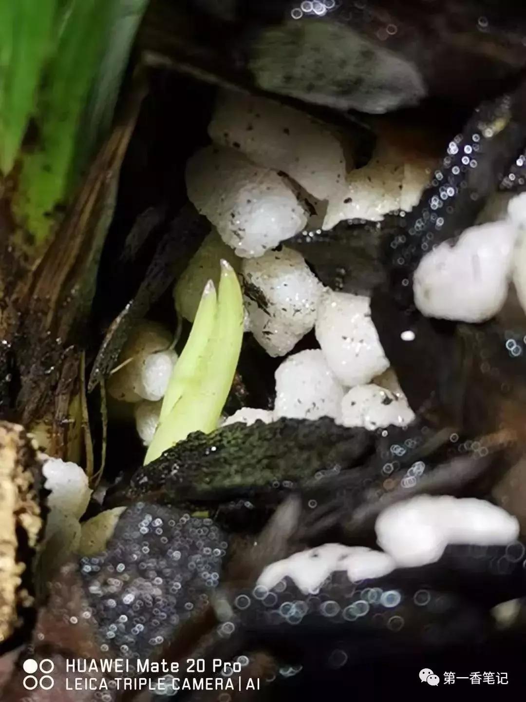 兰花品种鉴别视频,兰花花芽的鉴别