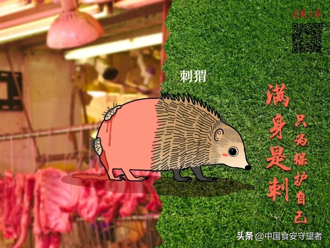 40种野生动物是哪些不能吃的,能吃的野生动物有哪些