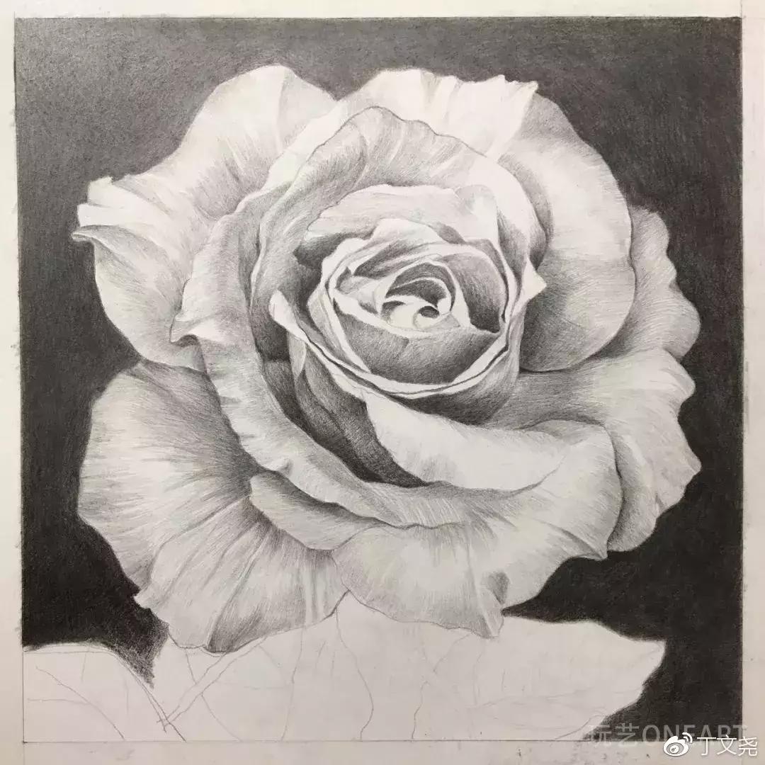 素描教程简单8-12岁玫瑰花,玫瑰素描怎么画