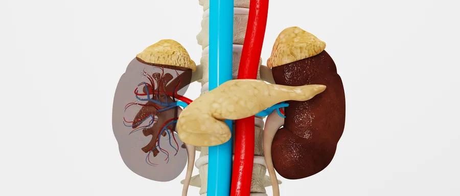 肾动脉狭窄可以用普利类降压药,肾动脉狭窄为什么禁用arb