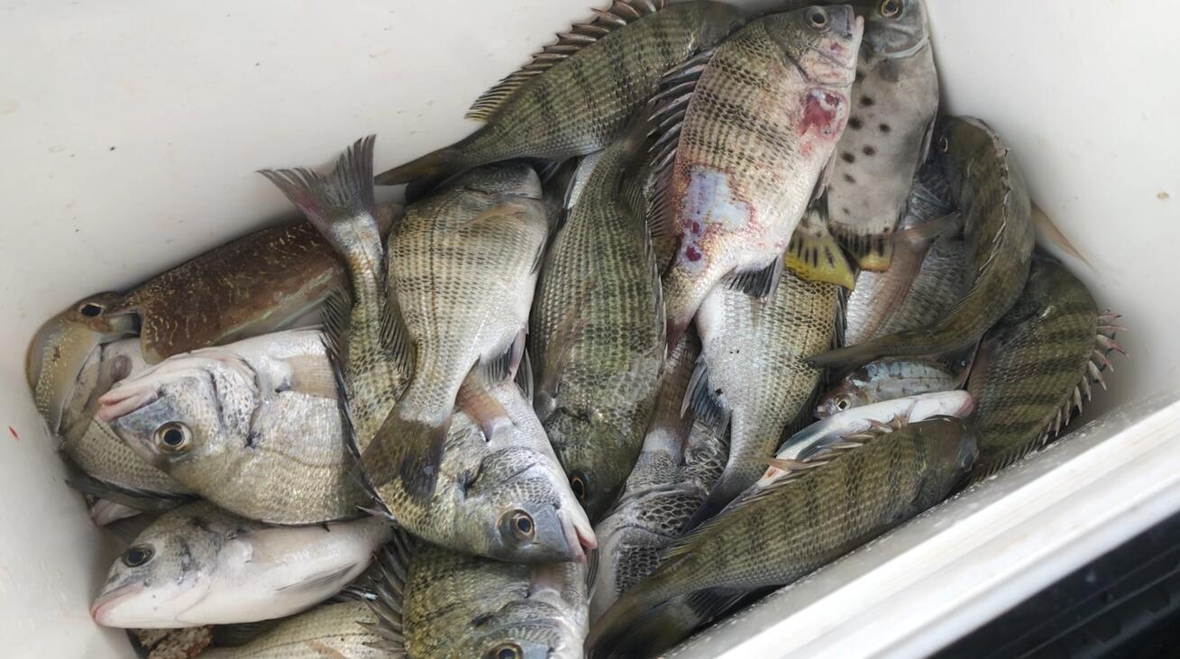 一个小伙钓鱼一年赚几十万,500块钱本钱钓鱼一个月能赚多少钱