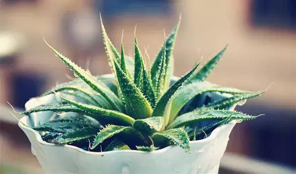 养芦荟用什么盆最好,阳台上养芦荟对人有什么好处呢