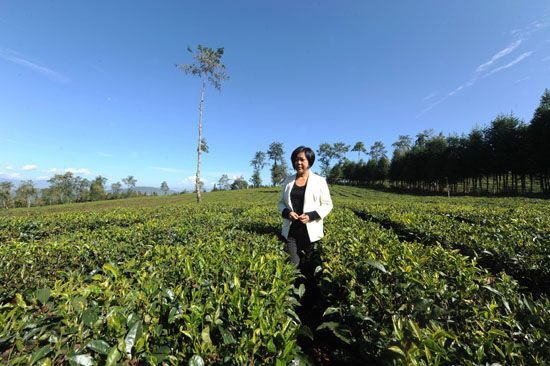 深山一叶香飘万里：在腾冲茶既是绿色资源更是富民支柱